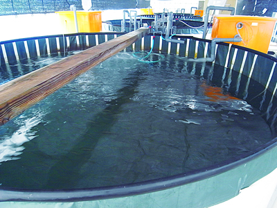 海水井戸によるマサバ養殖水槽