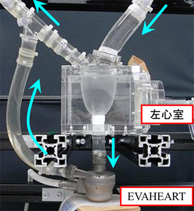 EVAHEARTとシミュレータ